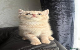 British Shorthair cats for sale: British shorthair kittens - Image 8