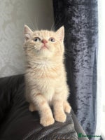 British Shorthair cats - Advert 5