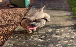 Mixed Breed dogs for sale: Beautiful Bruno - Image 3