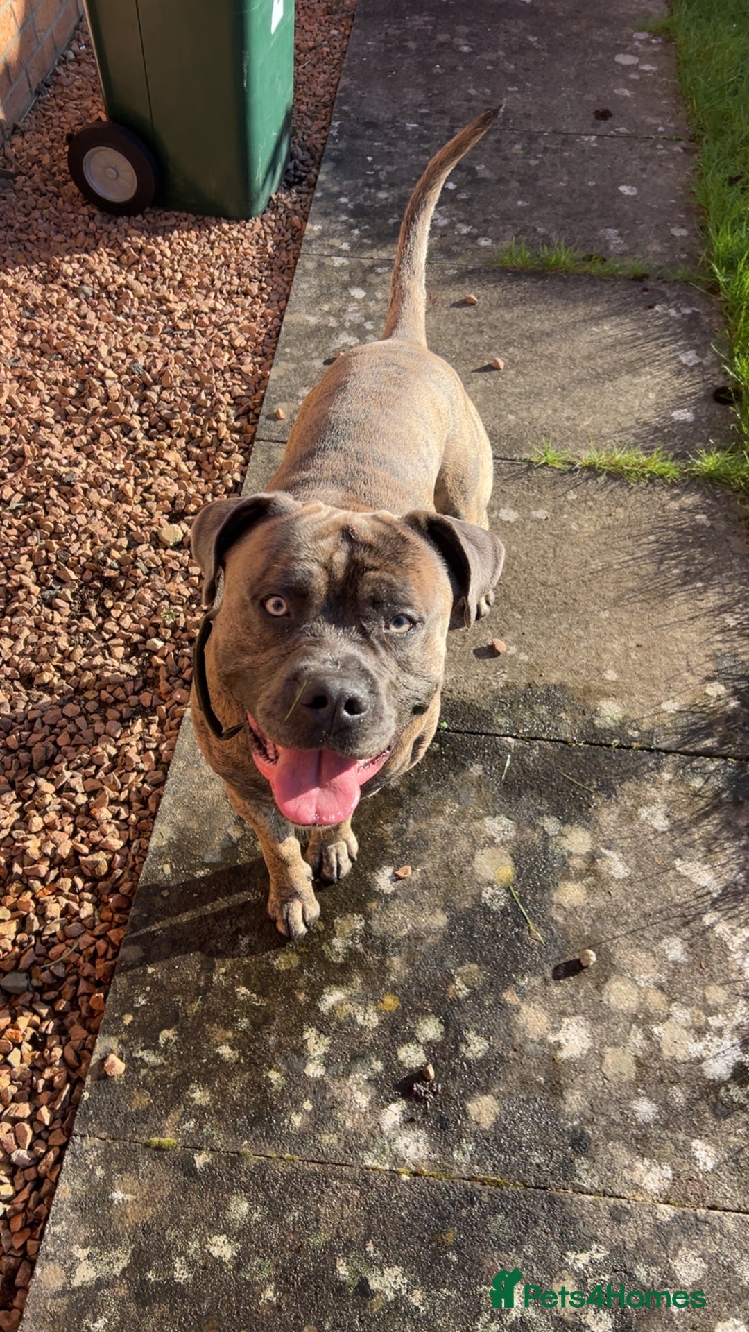 Mixed Breed dogs for sale: Beautiful Bruno - Image 3