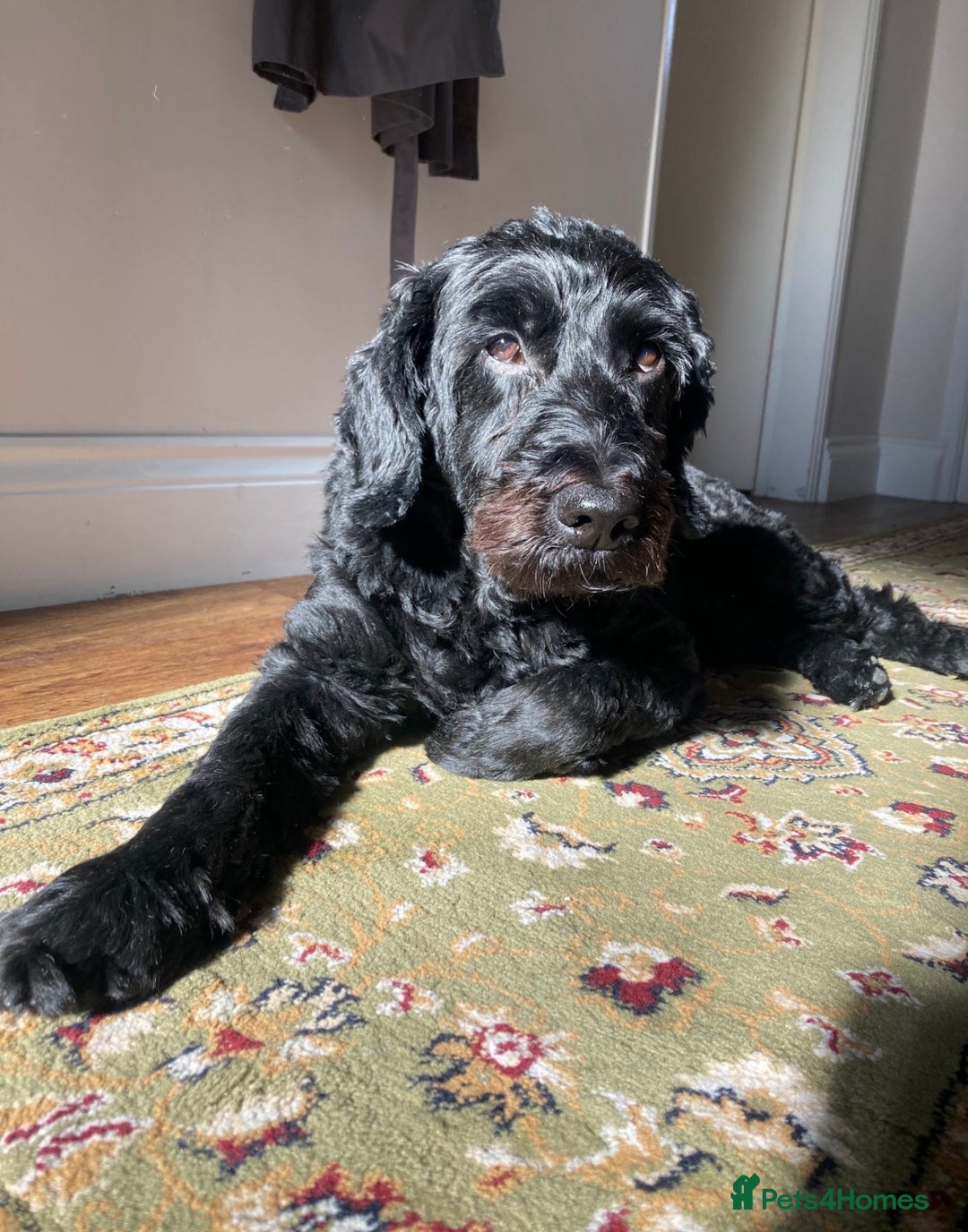Cockapoo dogs for sale: Urgent Rehoming Cockerpoo- Adult only home - Advert 3