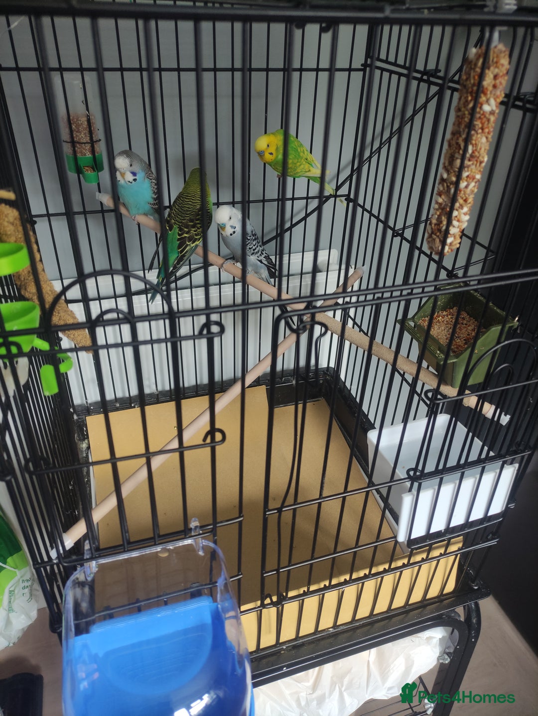 Budgerigars birds for sale: 2M 2F Budgies / Cage included  - Image 2