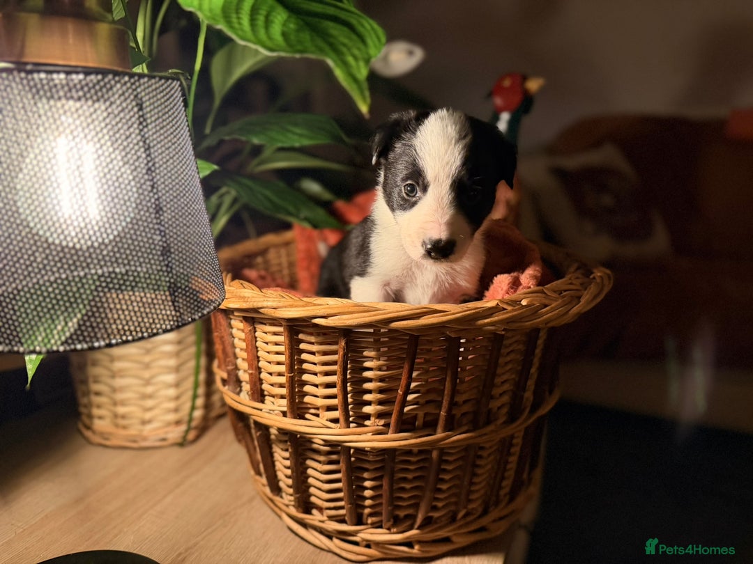 Border Collie dogs for sale: Pure Breed Boarder Collie Pups - Image 4