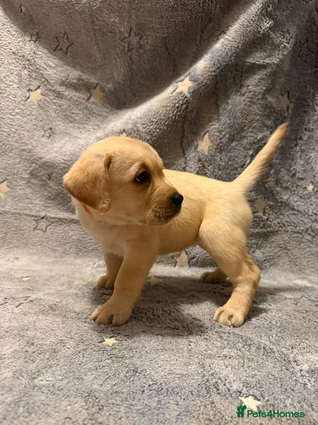 Labrador Retriever dogs for sale: Labrador retriever puppies  - Advert 20