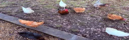 Chickens poultry for sale: Hens and chicken in Uxbridge - Advert 4
