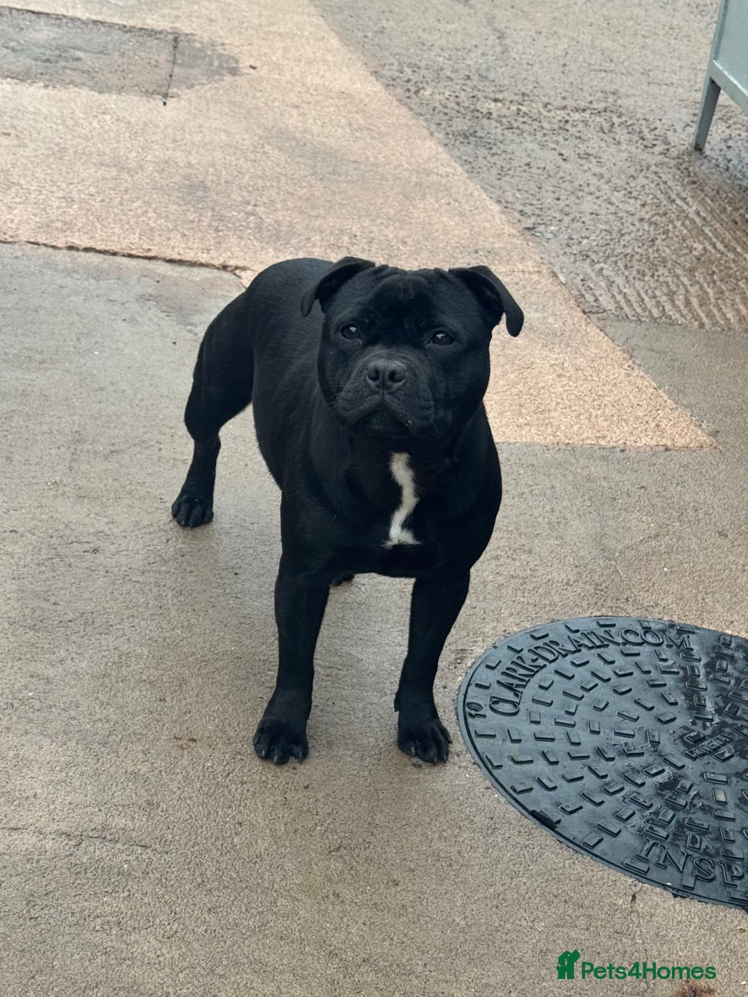 Staffordshire Bull Terrier dogs for sale: Black to blue health tested Staffords - Advert 24