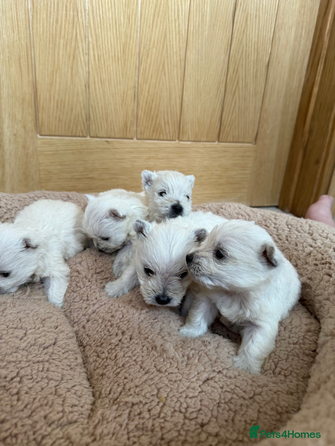West Highland Terrier dogs for sale: Polish Bloodlines KC Westies.  - Advert 8
