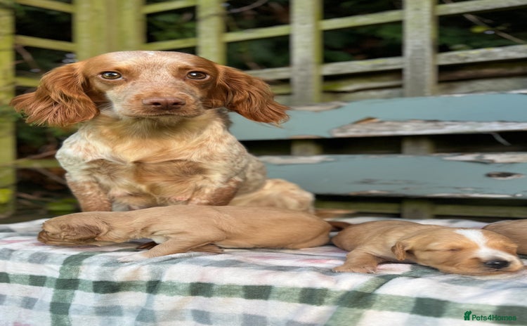 Cocker Spaniel dogs - Advert 14