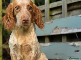 Cocker Spaniel dogs for sale: KC Registered health tested cocker spaniels - Advert 1