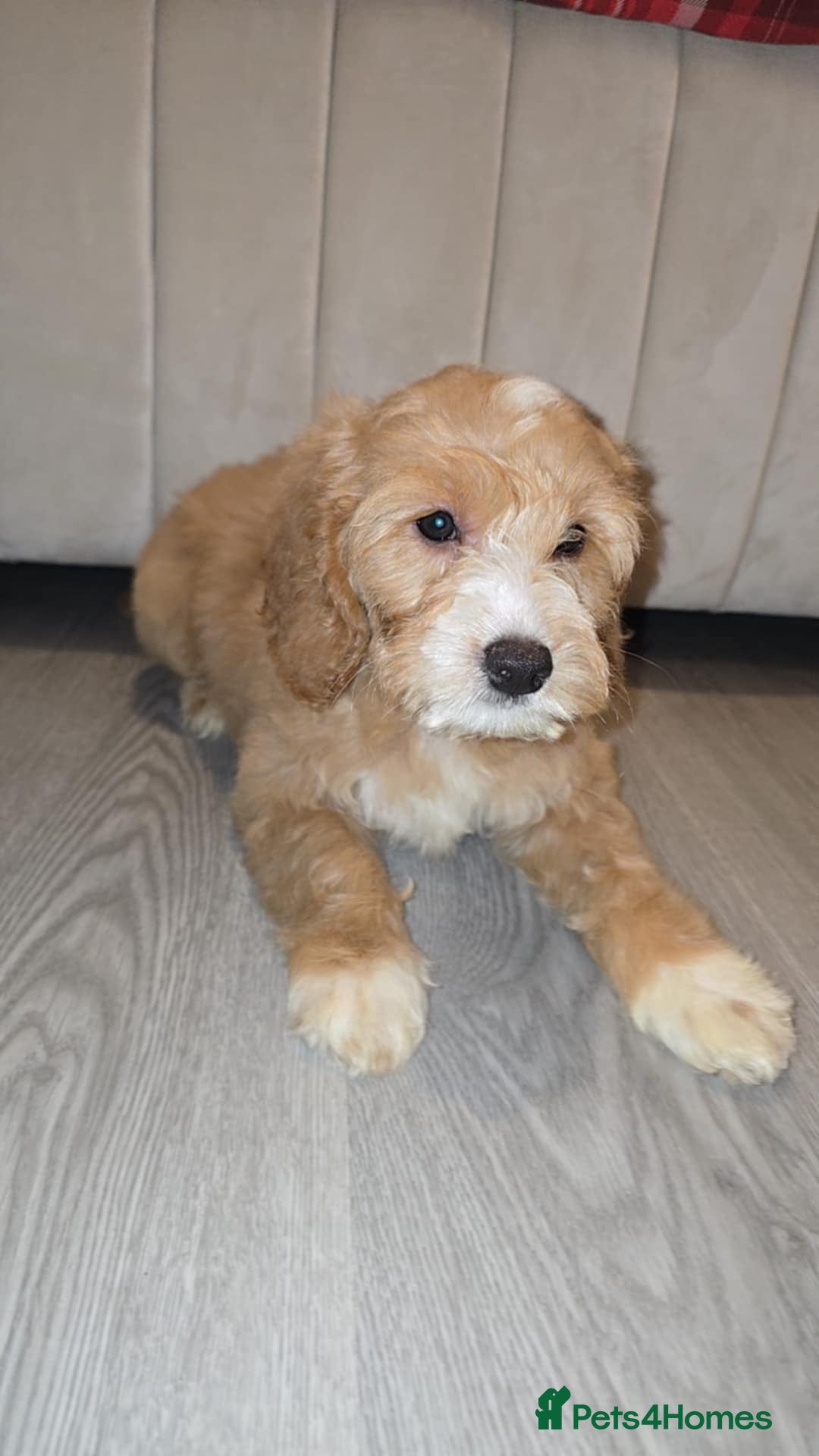Goldendoodle dogs for sale: Goldendoodle puppies - Advert 3