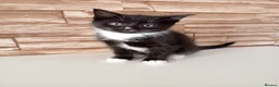 Mixed Breed cats for sale: Kittens  - Advert 5