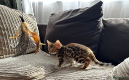 Bengal cats for sale: TICA Bengal kittens for sale . 🐱 - Image 3