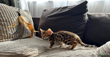 Bengal cats - Advert 15