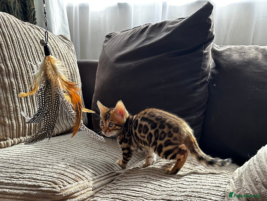 Bengal cats for sale: TICA Bengal kittens for sale . 🐱 - Image 3