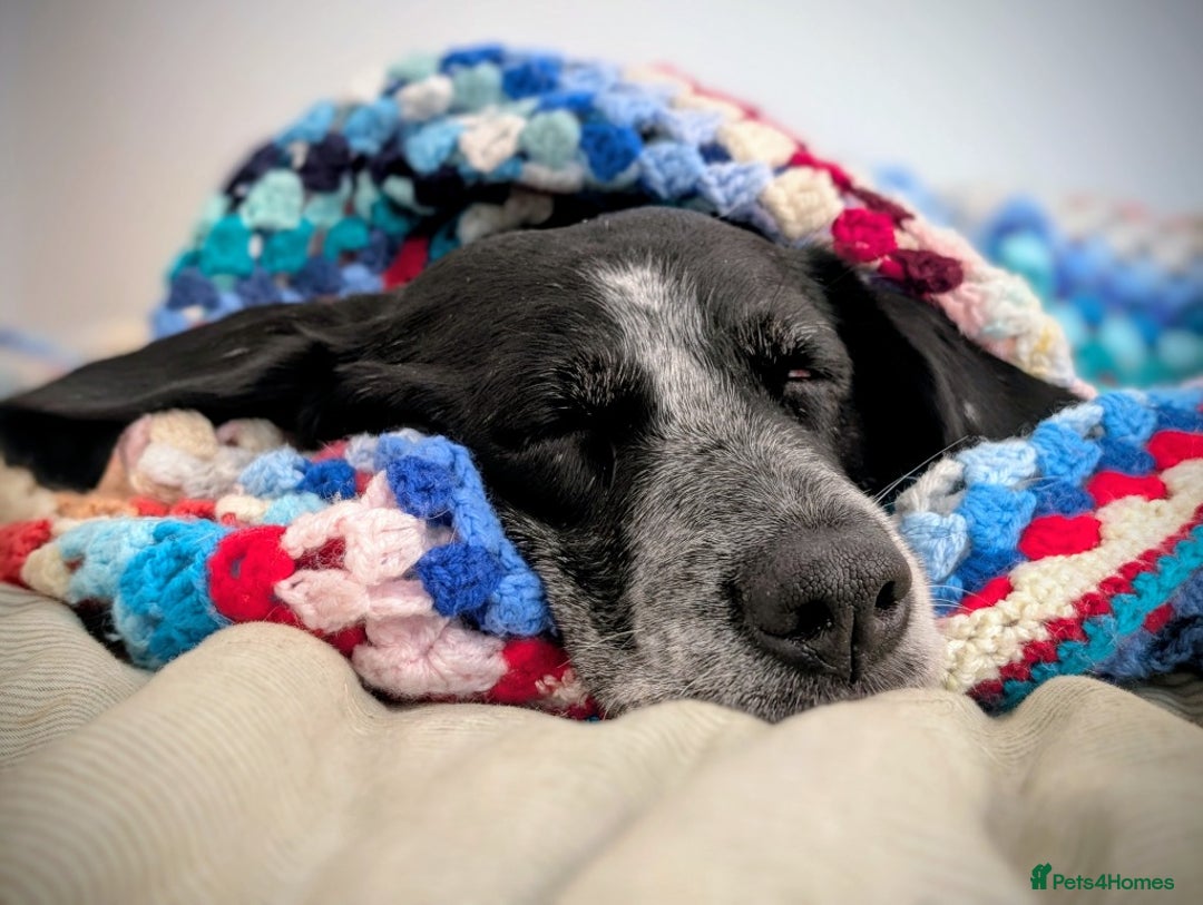 Mixed Breed dogs for adoption: Merinda your loyal companion - Image 5