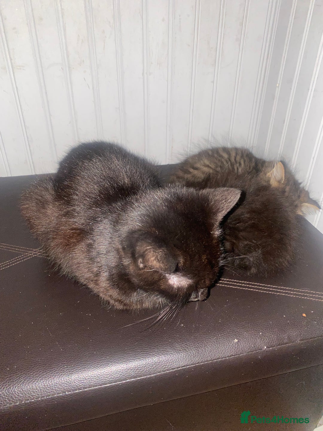 Mixed Breed cats for sale: Two little beauties  - Image 2