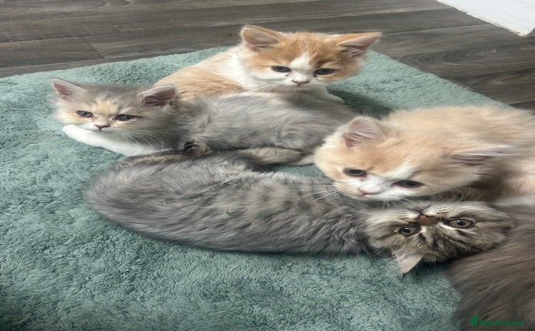 Persian cats - Advert 1
