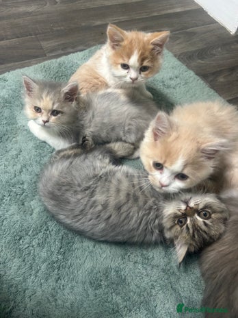 Persian cats - Advert 1