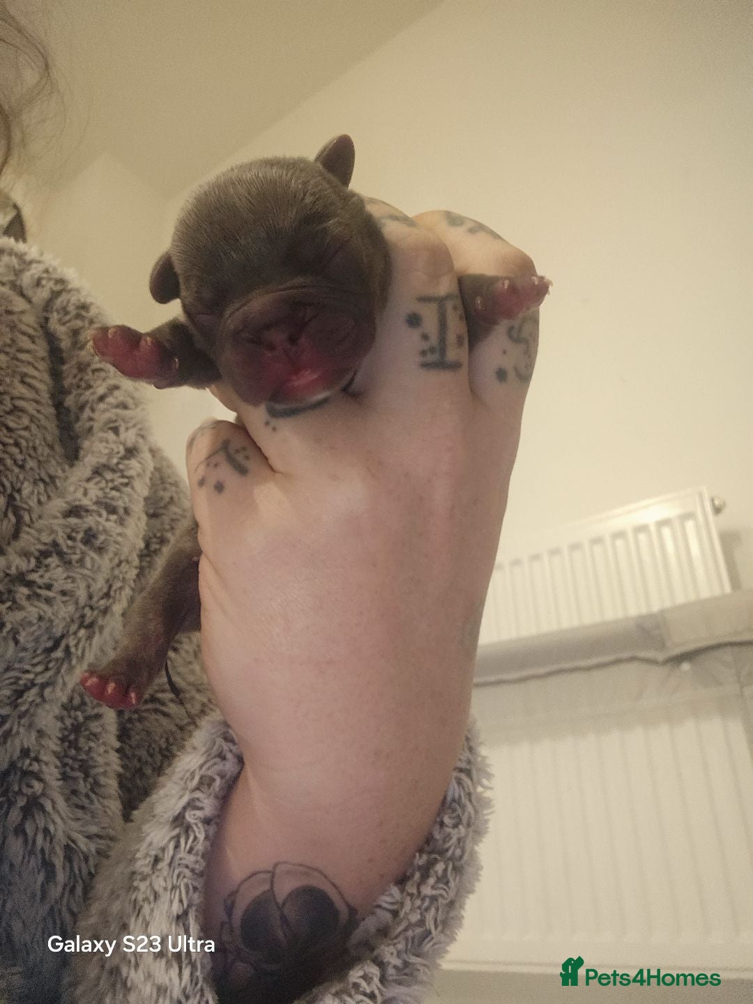 French Bulldog dogs for sale: French bulldog puppys for sale  - Advert 17