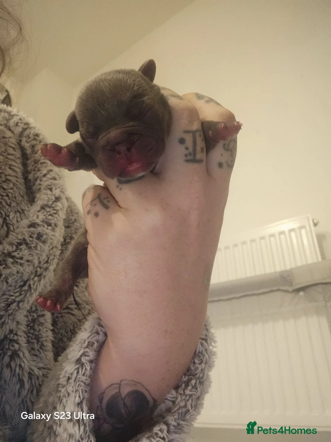 French Bulldog dogs for sale: French bulldog puppys for sale  - Advert 17