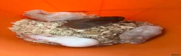 Hamster rodents for sale: Syrian hamsters - Advert 6