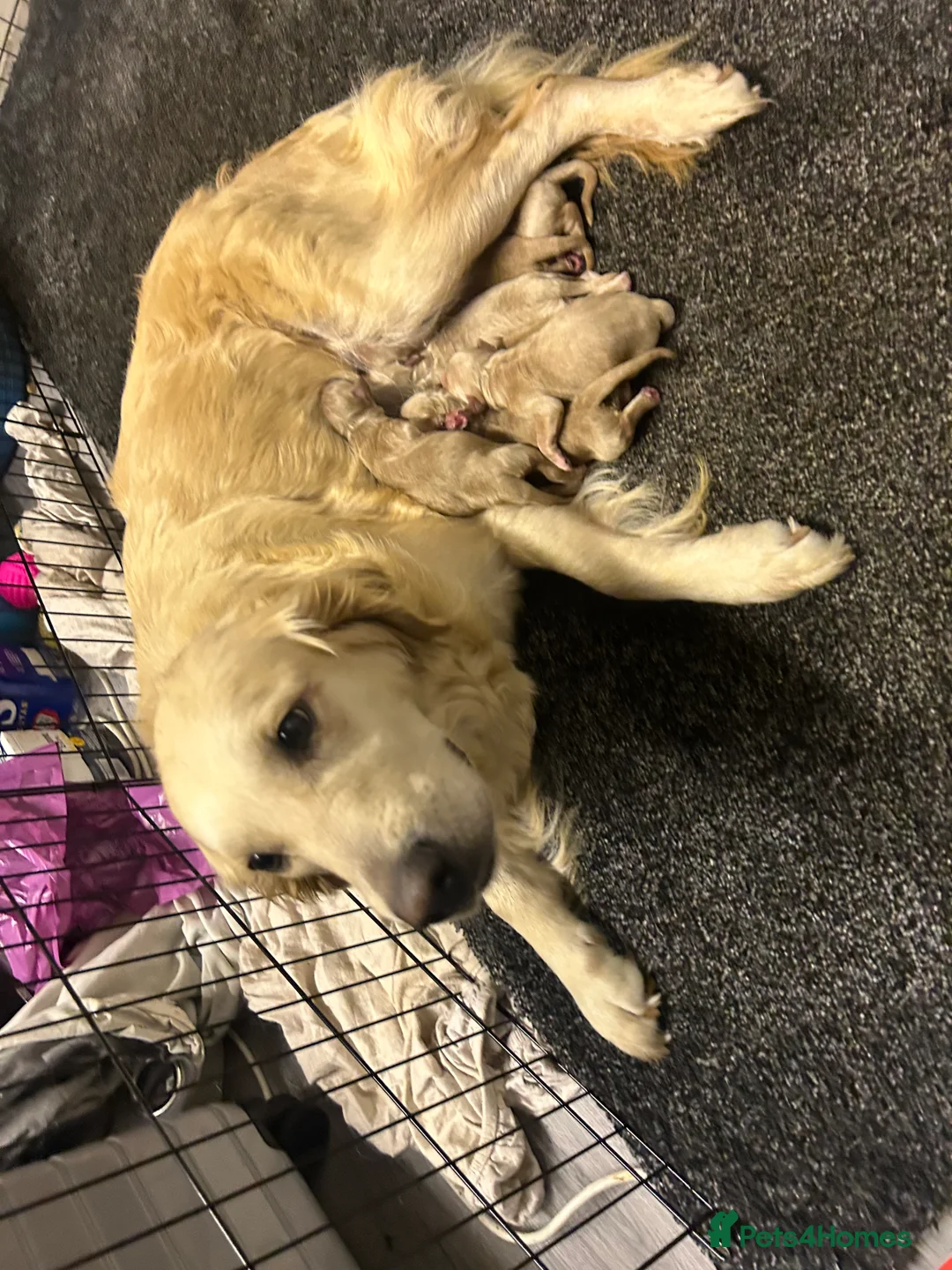 Goldendoodle dogs for sale: F1 golden doodle 5 left viewings now available. - Advert 16