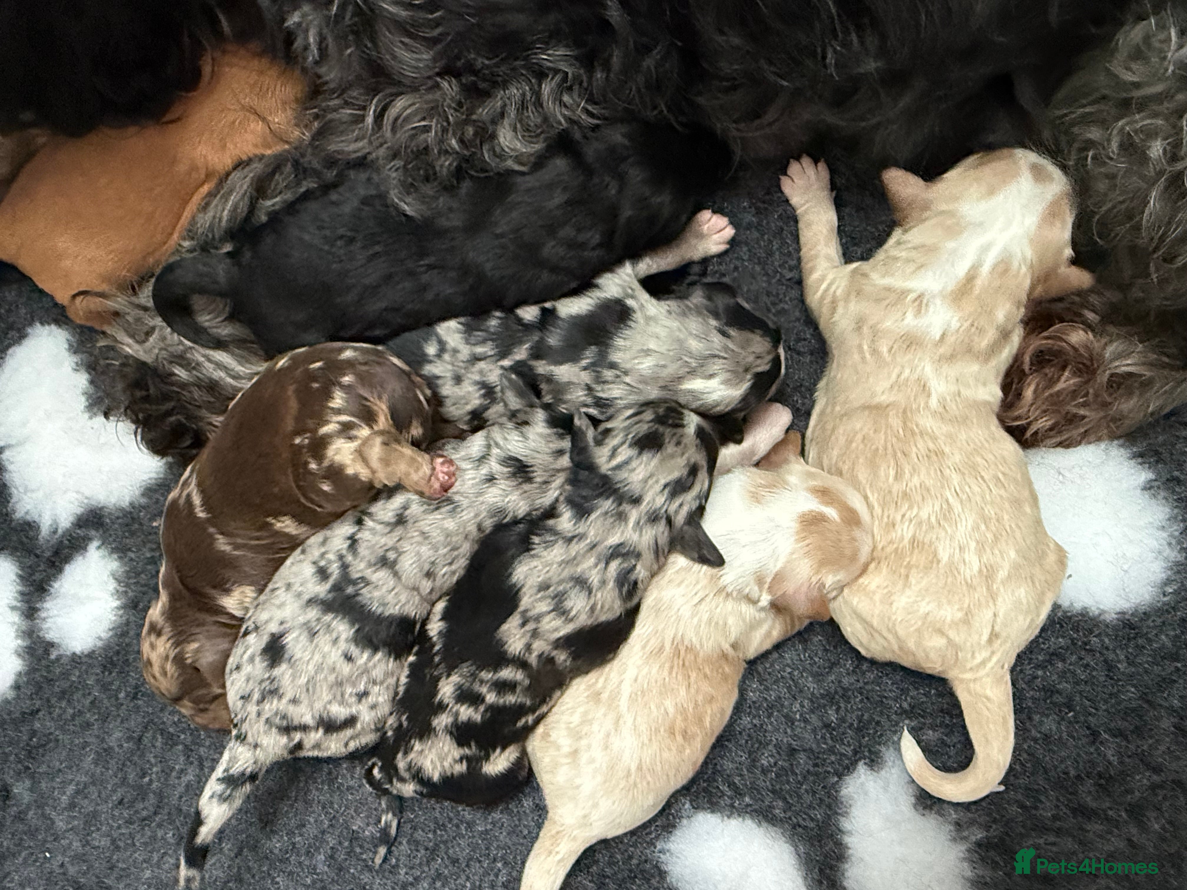 Australian Labradoodle dogs AUSTRALIAN LABRADOODLE PUPPIES - Advert 5