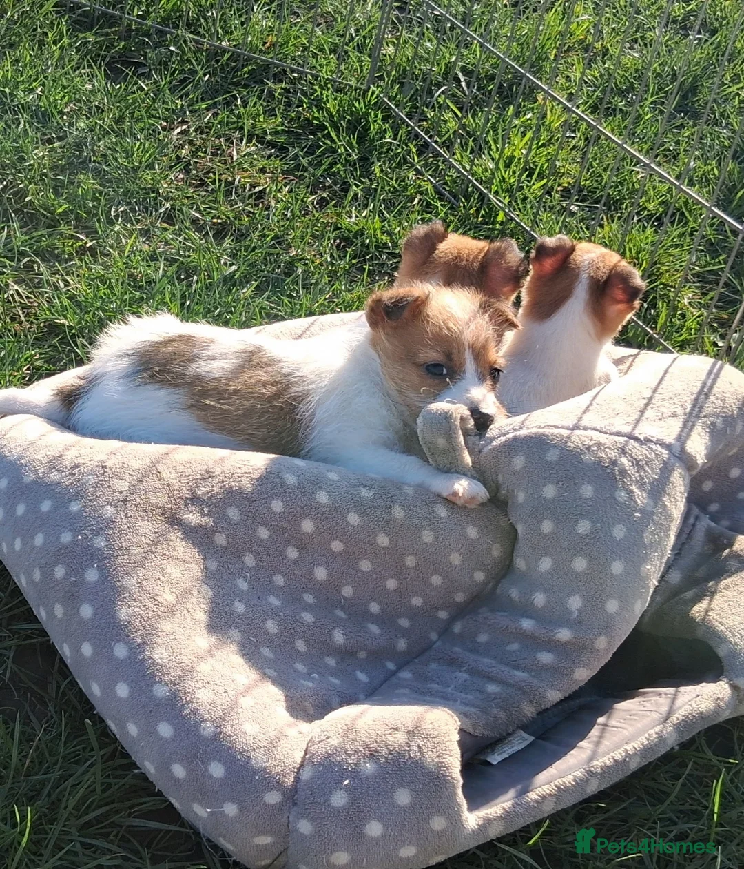 Jack Russell dogs for sale: Pure Jack Russell pups for sale in Maidstone - Advert 14