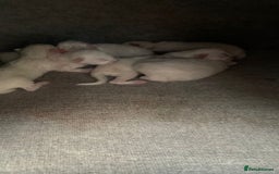 Ragdoll cats for sale: 6 beautiful newborn ragdoll kittens  - Image 1