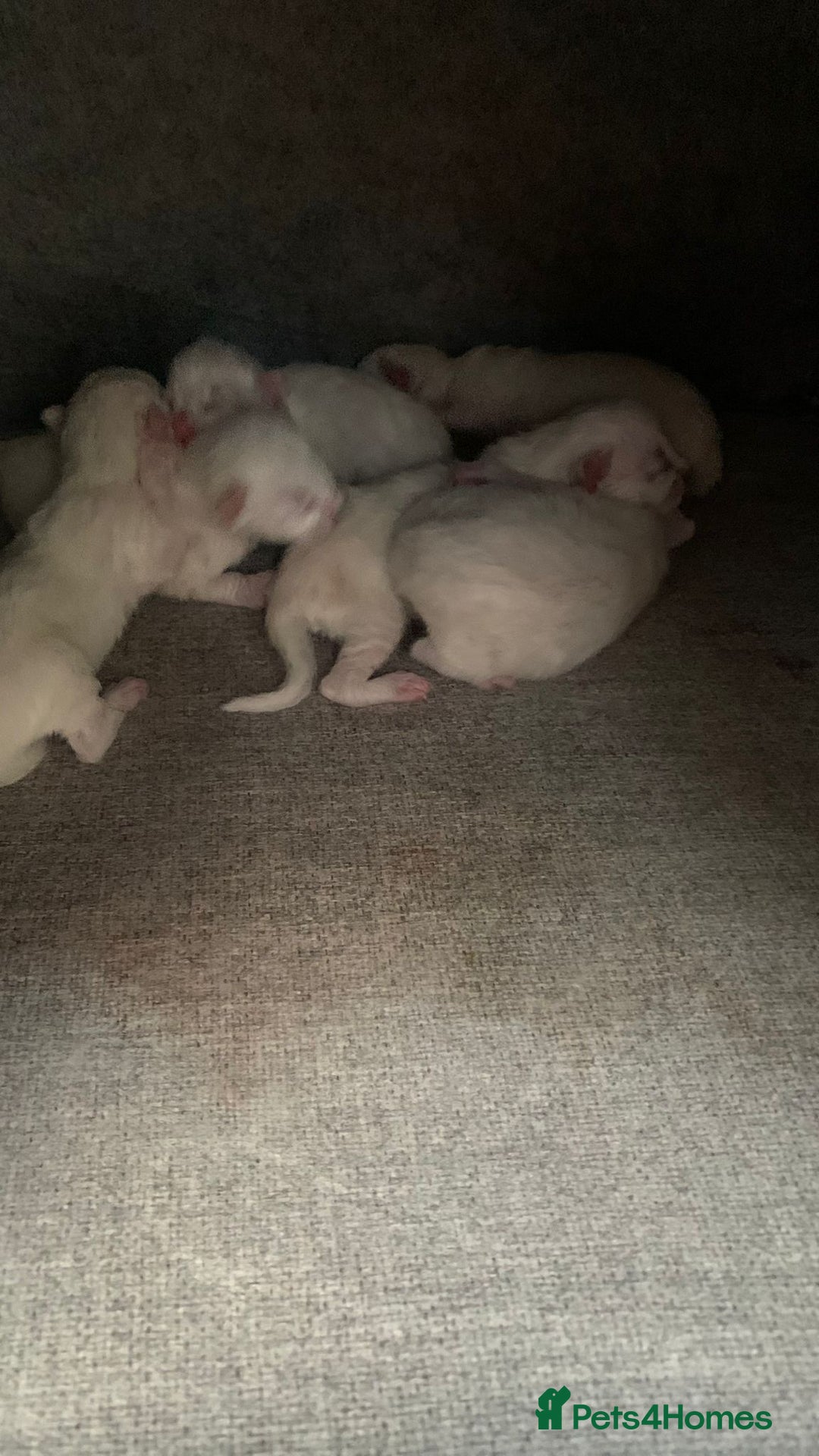Ragdoll cats for sale: 6 beautiful newborn ragdoll kittens  - Image 1