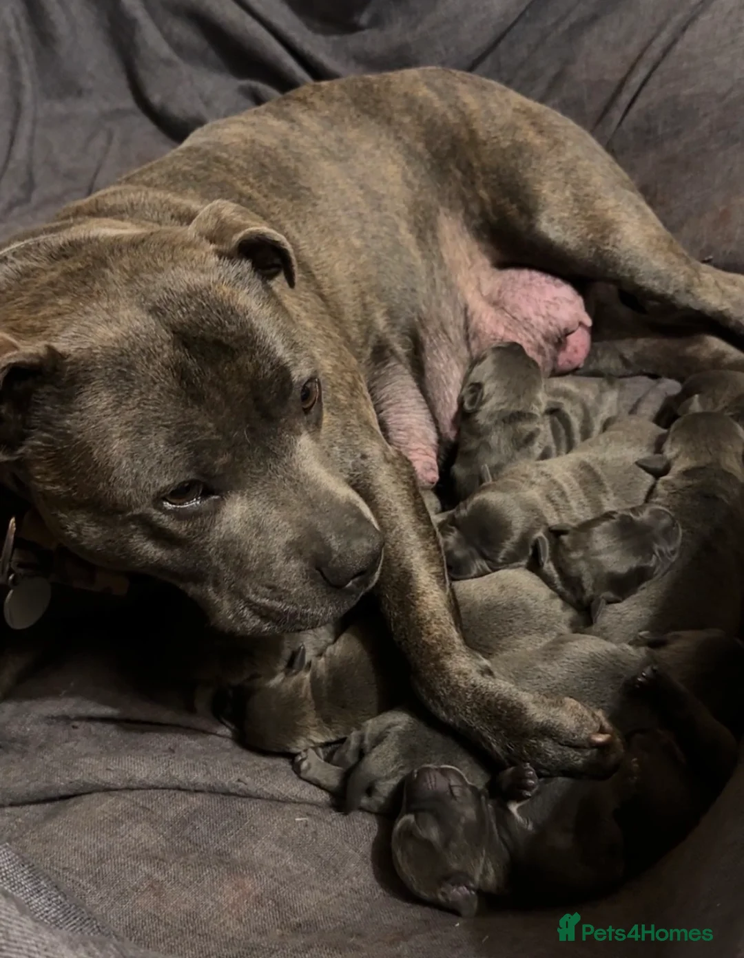 Staffordshire Bull Terrier dogs for sale: Blue KC & DNA Staffordshire Bull Terriers - Advert 1