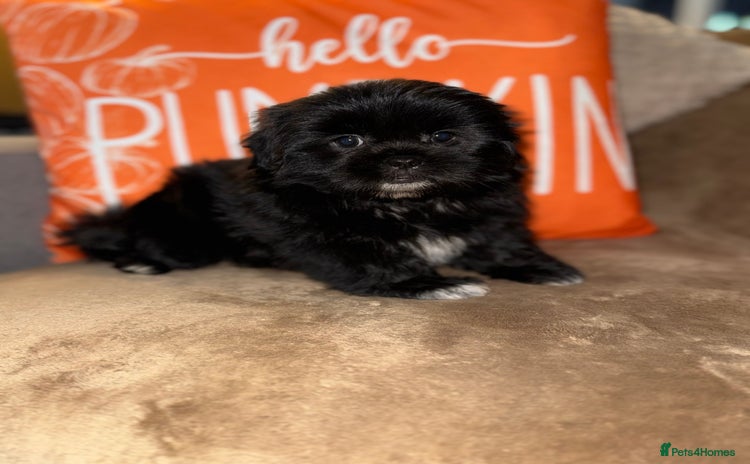 Shih Tzu dogs - Advert 3