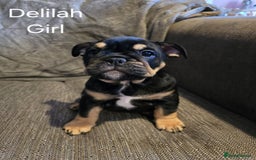 Mixed Breed dogs for sale: Tri English bulldog French mix (frenglish) - Image 19