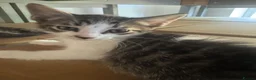 Aegean cats for sale: 5 male greek aegan kittens  - Advert 2