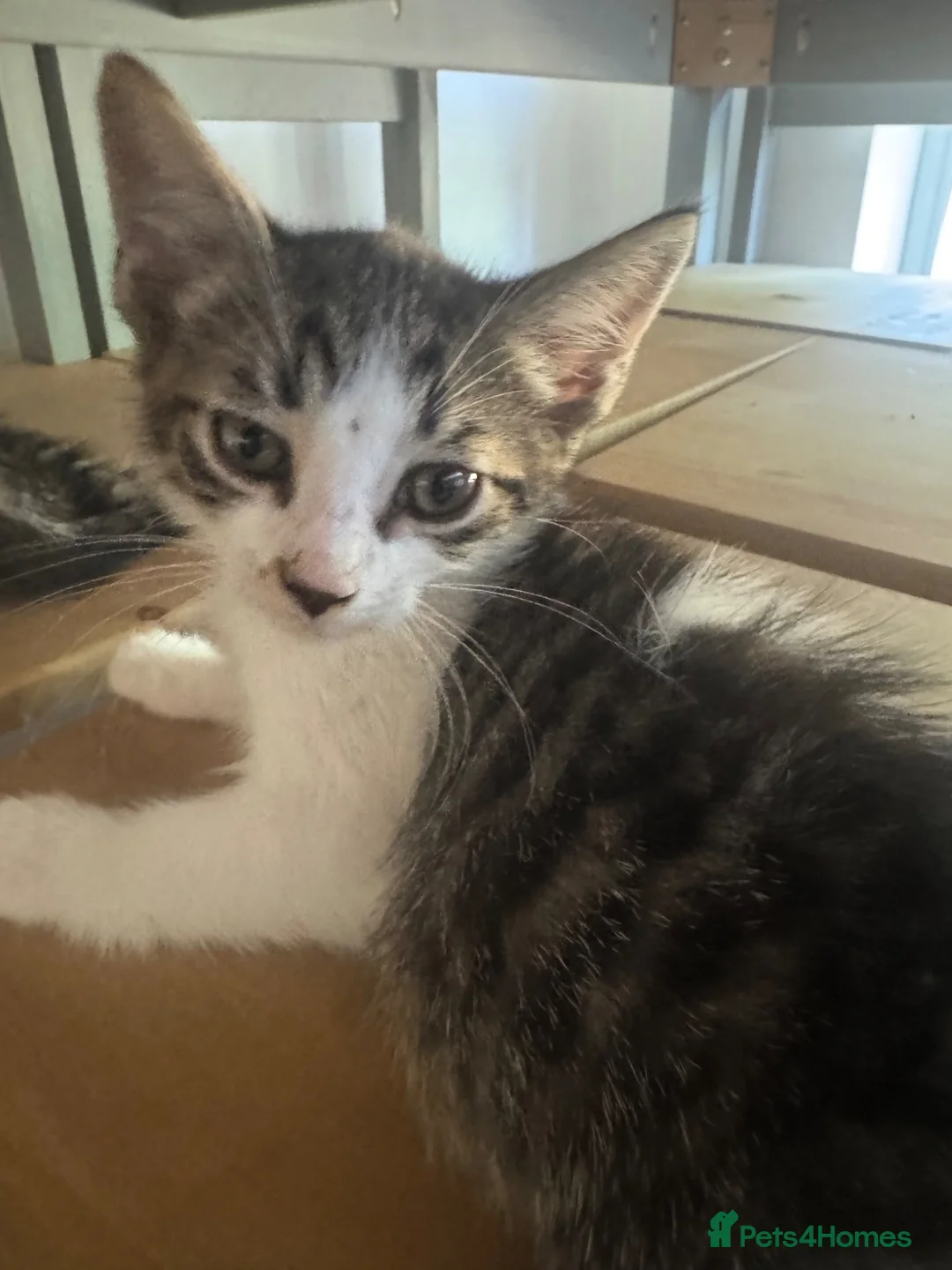 Aegean cats for sale: 5 male greek aegan kittens  - Advert 2