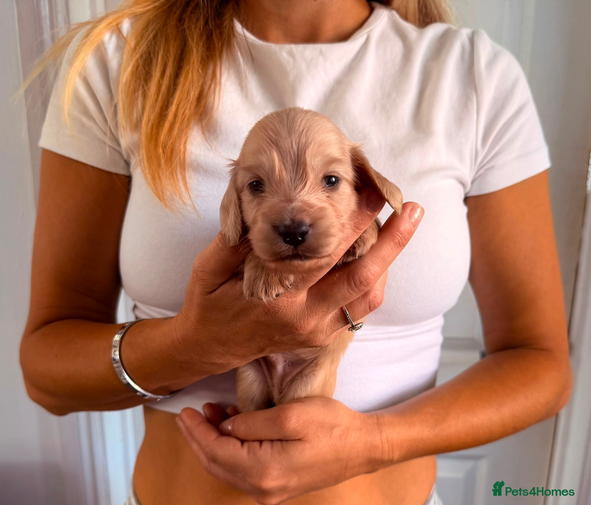Miniature Dachshund dogs Longhair Miniature Dachshund  - Advert 2