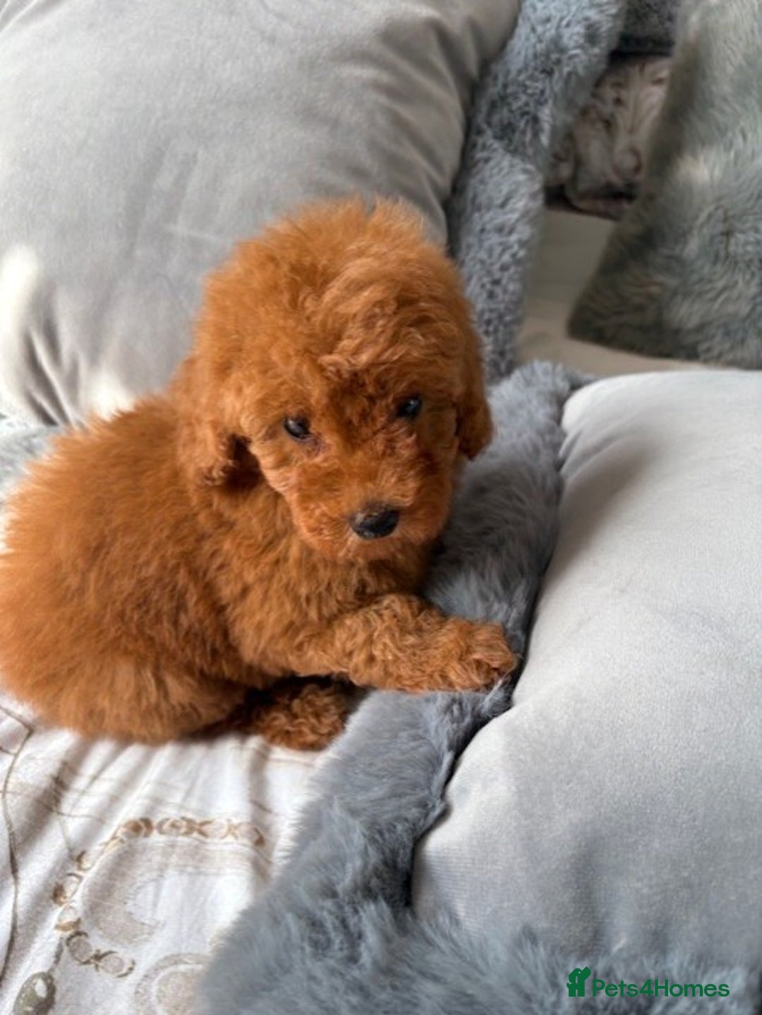 Toy Poodle dogs for sale: Deep Red Toy Poodles - Image 6