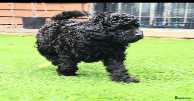 Toy Poodle dogs - Advert 7