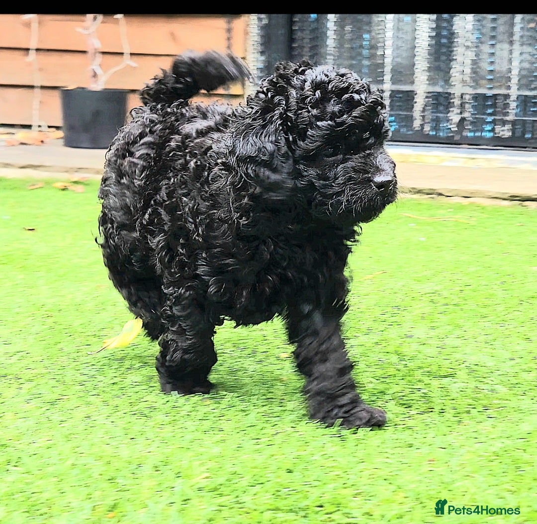 Toy Poodle dogs for sale: Toy poodle puppies D.N.A clear. - Image 1
