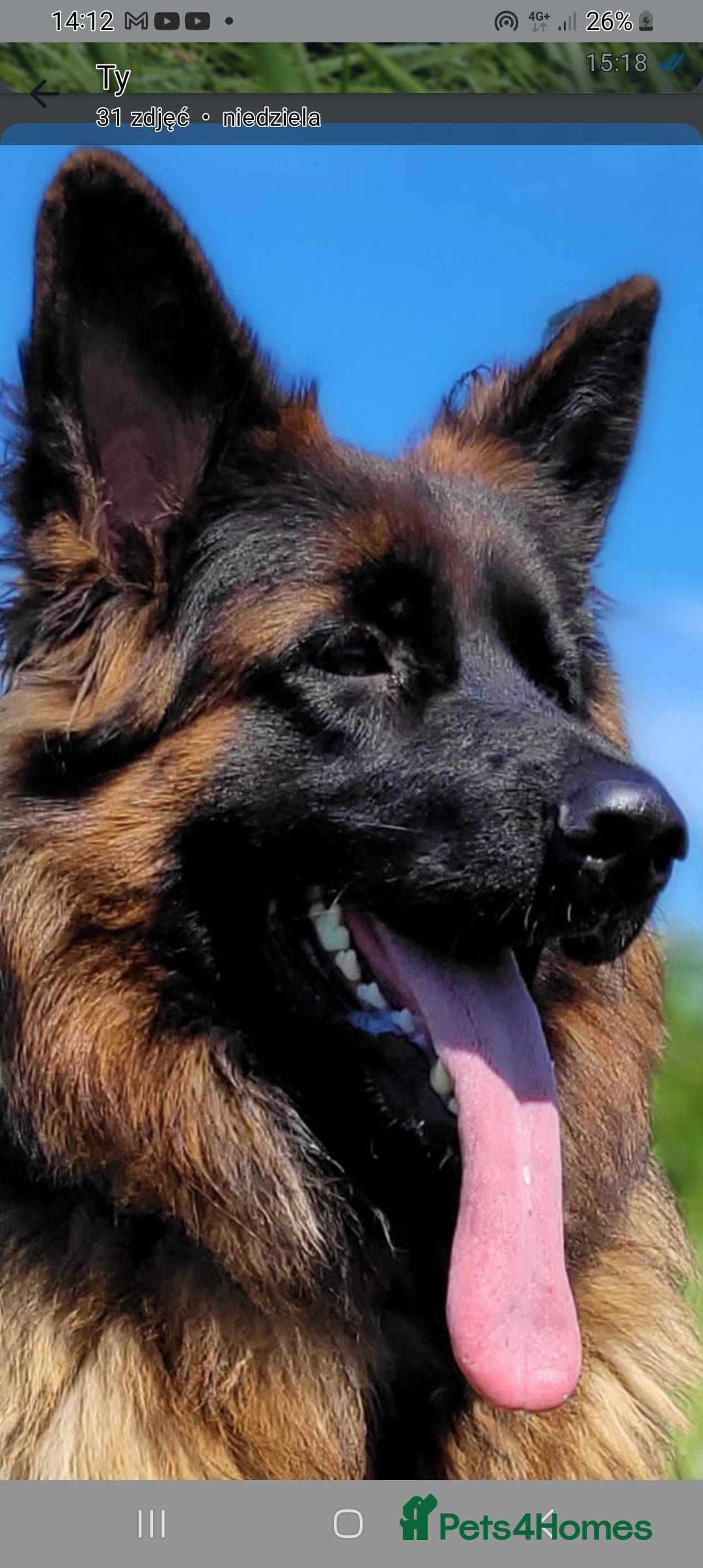 German Shepherd dogs for sale: KC. German shepherd puppies - Advert 16