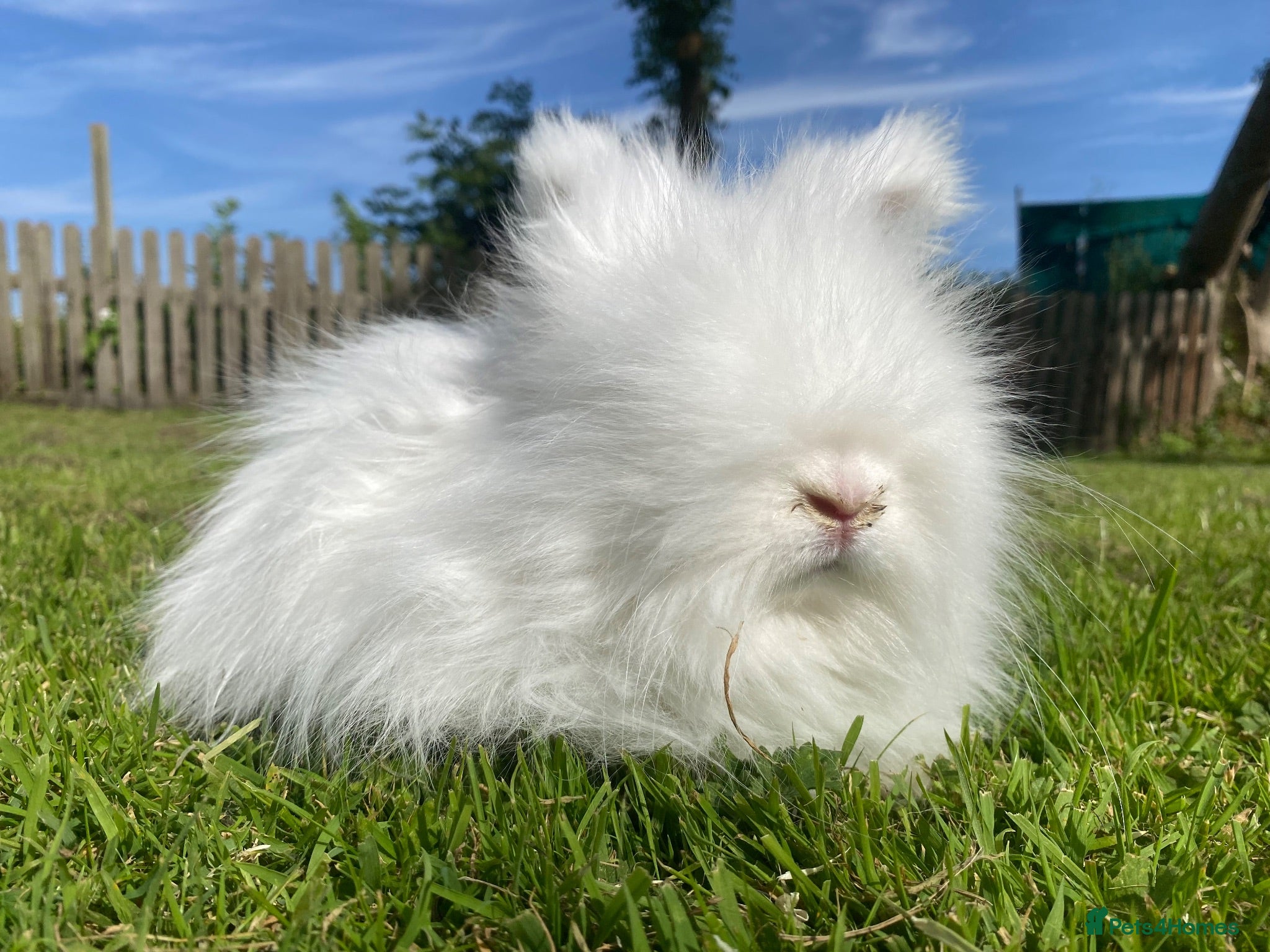 Angora rabbits Baby angoras - Advert 13