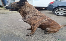 German Shepherd dogs for sale: German shepherd - Advert 8