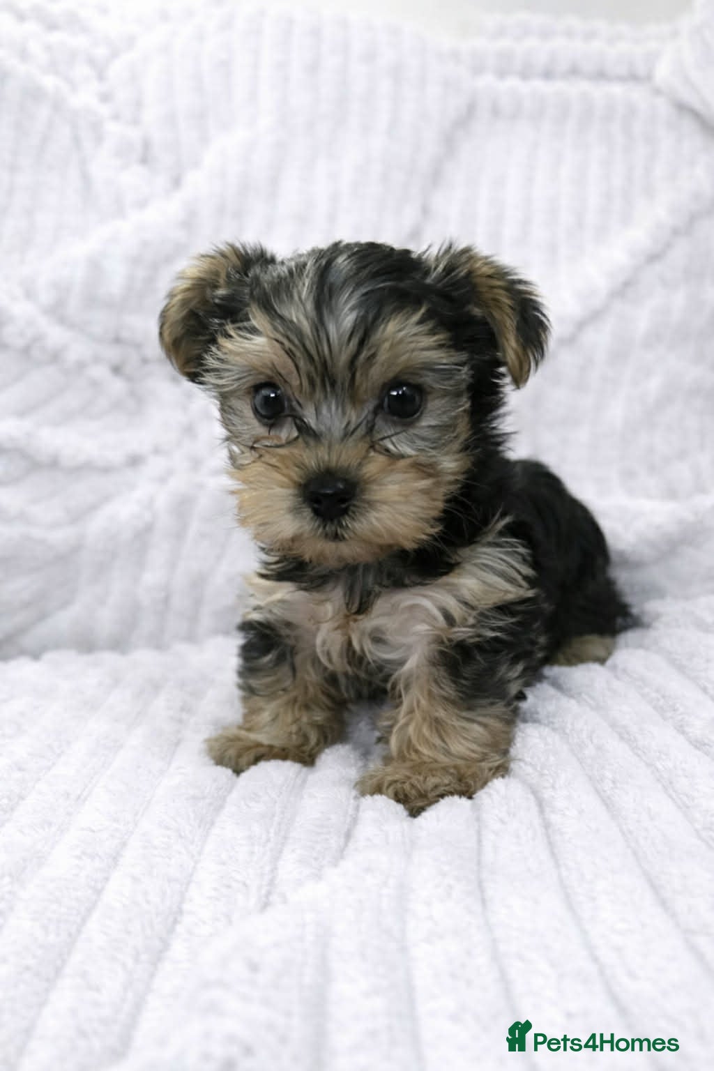 Yorkshire Terrier dogs Yorkshire Terrier puppies  - Advert 1