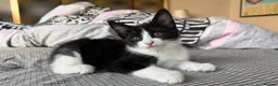 Mixed Breed cats for sale: Maine Coon Mixed Kittens Tabby & Tuxedo Richmond - Advert 12