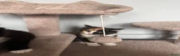 Mixed Breed cats for sale: Three beautiful playful kittens  - Advert 3