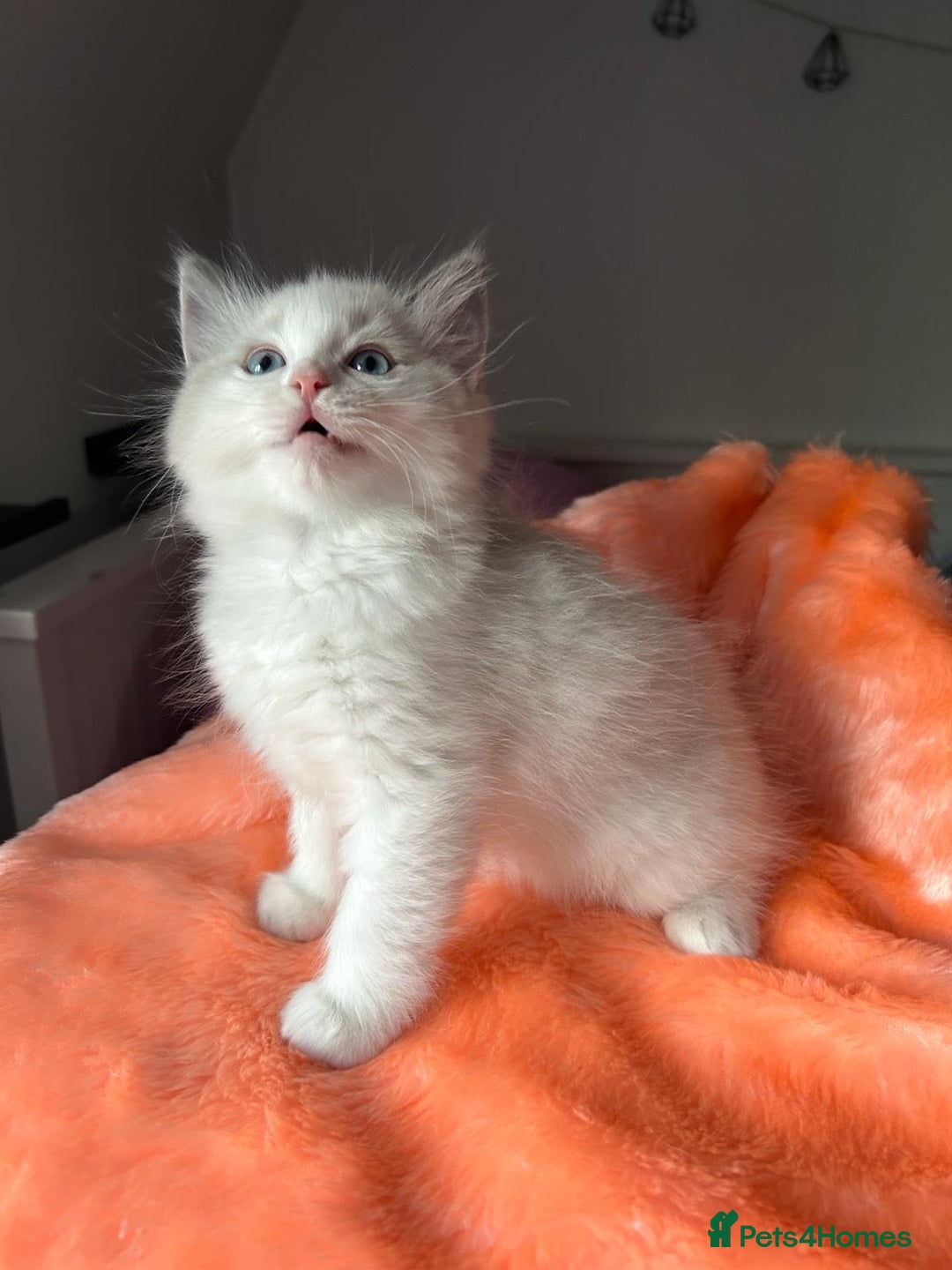 Ragdoll cats for sale: Beautiful two GCCF kittens. Blue Bicolour Ragdolls - Advert 2