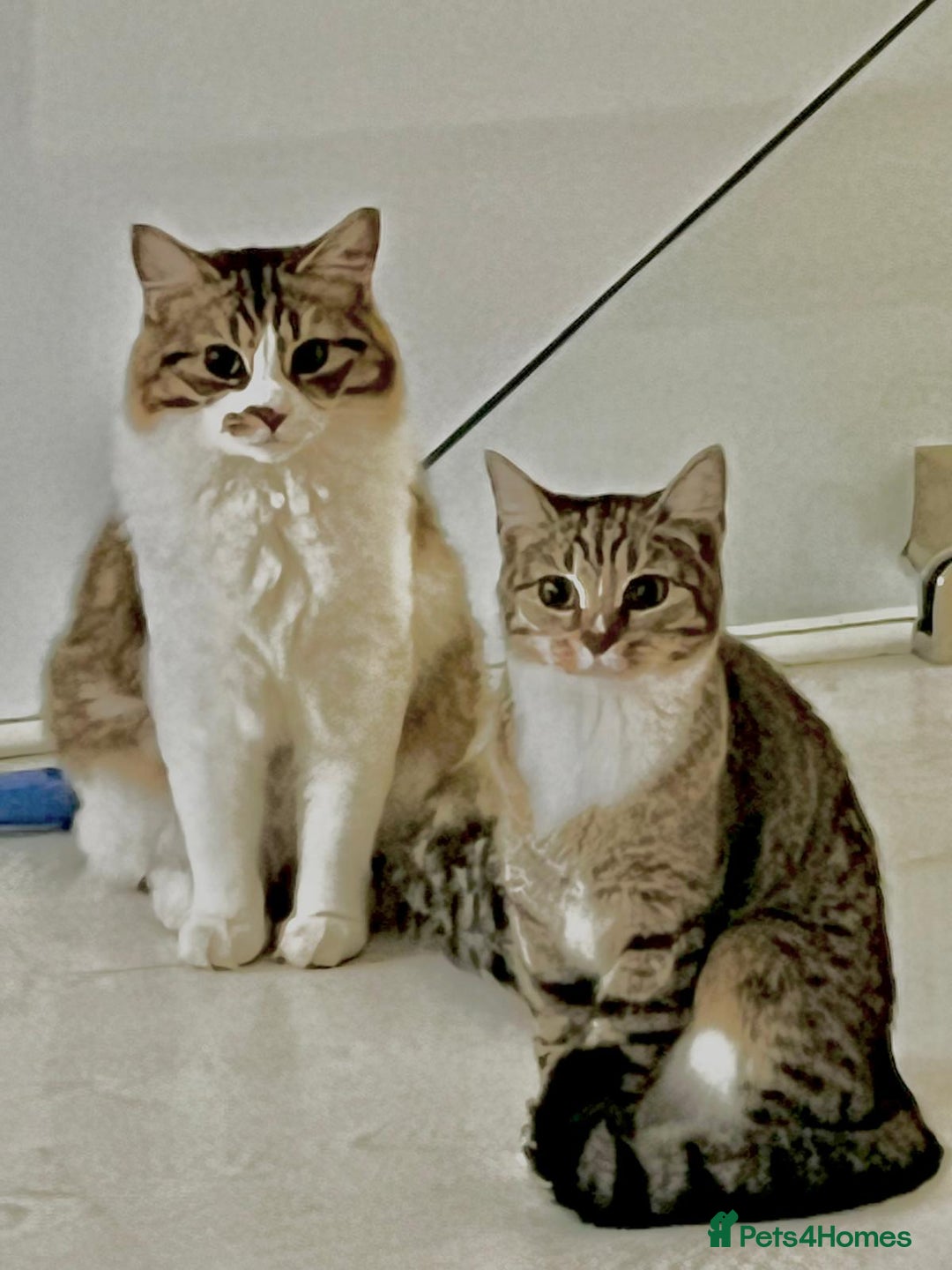Siberian cats for sale: Half Siberian Wild forest Kittens 2x for £380 - Image 21