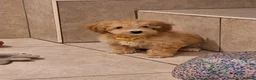 Poochon dogs for sale: F1 Poochon puppies 🥰 - Advert 2