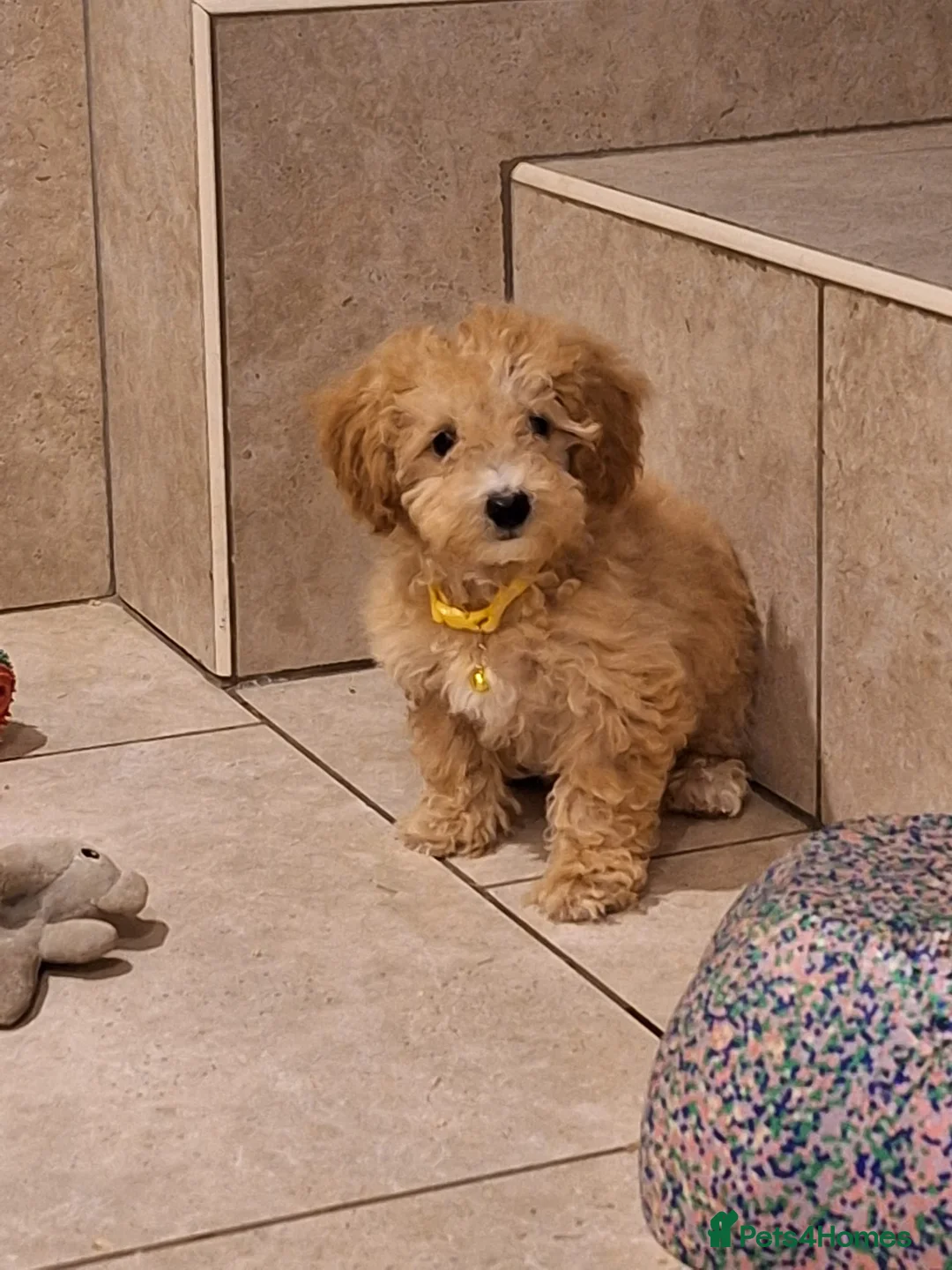 Poochon dogs for sale: F1 Poochon puppies 🥰 - Advert 2