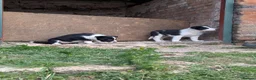 Border Collie dogs for sale: Border Collie Puppies for sale - Advert 10
